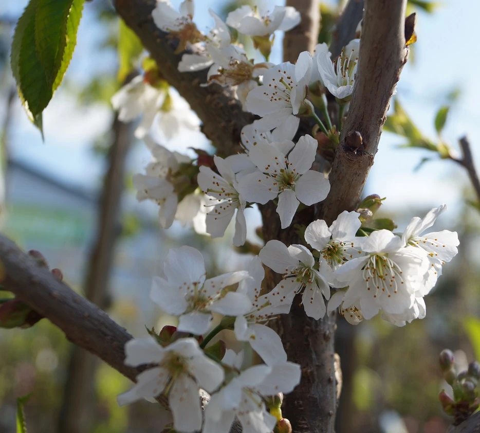 Sunburst-selbstfruchtbar Prunus Avium `Sunburst´ 4 Sunburst-selbstfruchtbar Prunus Avium `Sunburst´ – Bild 2