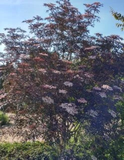 Holunder Black Lace ® Sambucus Nigra `Black Lace´ -Pflanzenladen Blace Lace Strauch