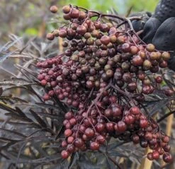 Holunder Black Lace ® Sambucus Nigra `Black Lace´ -Pflanzenladen Black Lace Furcht