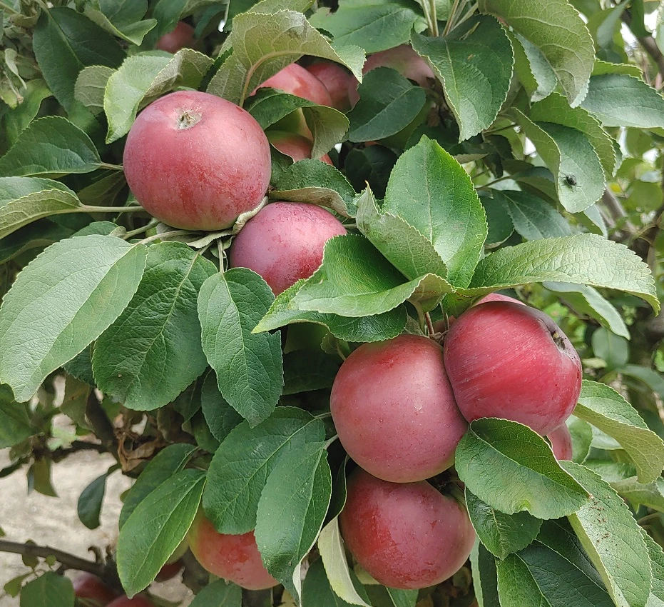 Säulenapfel `Black McIntosh´ Malus Domestica 3 Säulenapfel `Black McIntosh´ Malus Domestica
