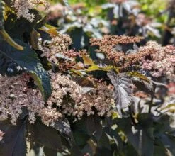 Holunder-Säule Black Tower (R) Sambucus Nigra `Black Tower´ 10 Holunder-Säule Black Tower (R) Sambucus Nigra `Black Tower´ -Pflanzenladen Black Tower1