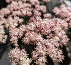 Holunder-Säule Black Tower (R) Sambucus Nigra `Black Tower´ 11 Holunder-Säule Black Tower (R) Sambucus Nigra `Black Tower´ -Pflanzenladen Black tower2