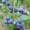 Heidelbeere `Ama´ Vaccinum Corymbosum `Ama´ -Pflanzenladen Blaubeere