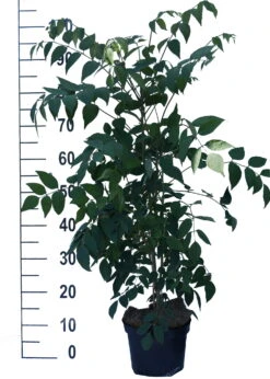 Blauschote / Blaugurkenbaum Decaisnea Fargesii 8 Blauschote / Blaugurkenbaum Decaisnea Fargesii -Pflanzenladen Blauschote Decaisnea weiss