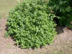 Sibirische Blaubeere "Blue Velvet" Lonicera Kamtschatica `Blue Velvet´ 7 Sibirische Blaubeere "Blue Velvet" Lonicera Kamtschatica `Blue Velvet´ -Pflanzenladen Blue Velvet Kordes Jungpflanzen