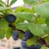 Sibirische Blaubeere "Blue Velvet" Lonicera Kamtschatica `Blue Velvet´ -Pflanzenladen Blue velvet sibirischie blaubeere