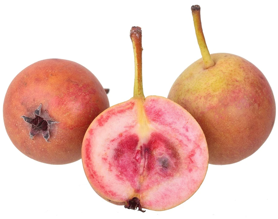 Sommer-Blut-Birne Pyrus Communis 3 Sommer-Blut-Birne Pyrus Communis