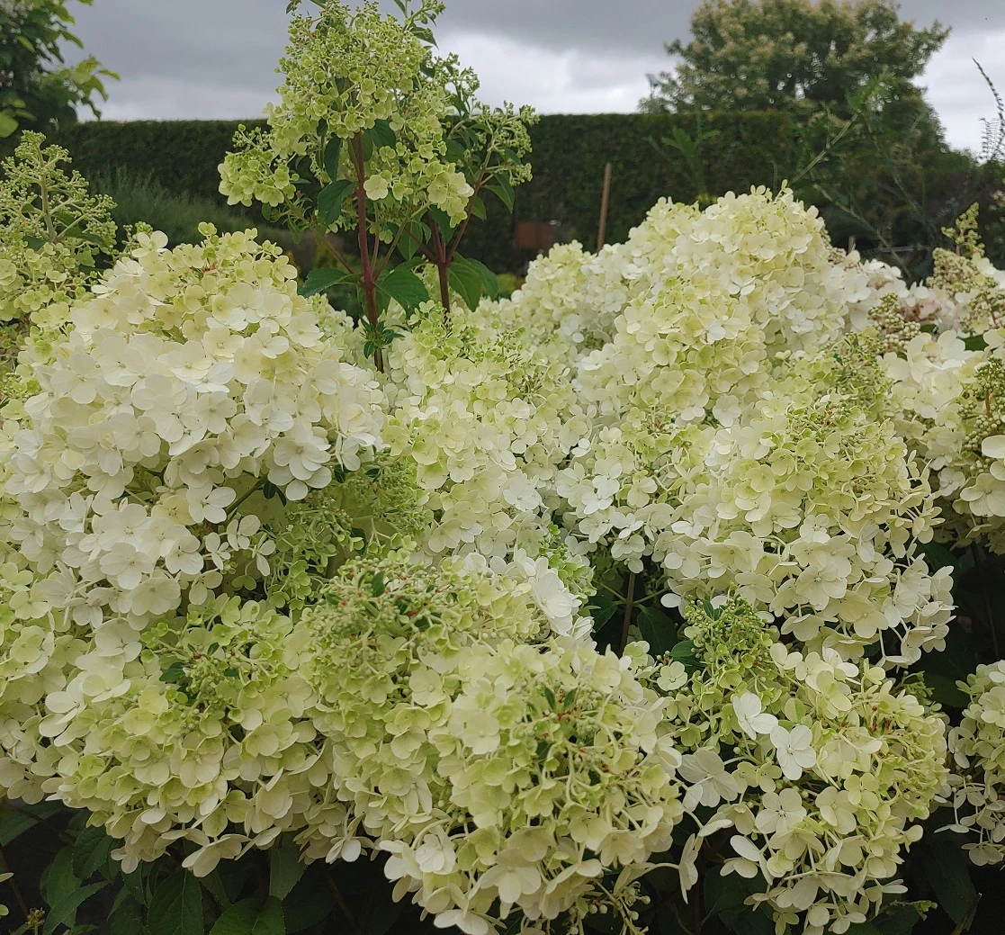 Rispenhortensie `Bobo®´ Hydrangea Paniculata `Bobo´ 4 Rispenhortensie `Bobo®´ Hydrangea Paniculata `Bobo´ – Bild 2