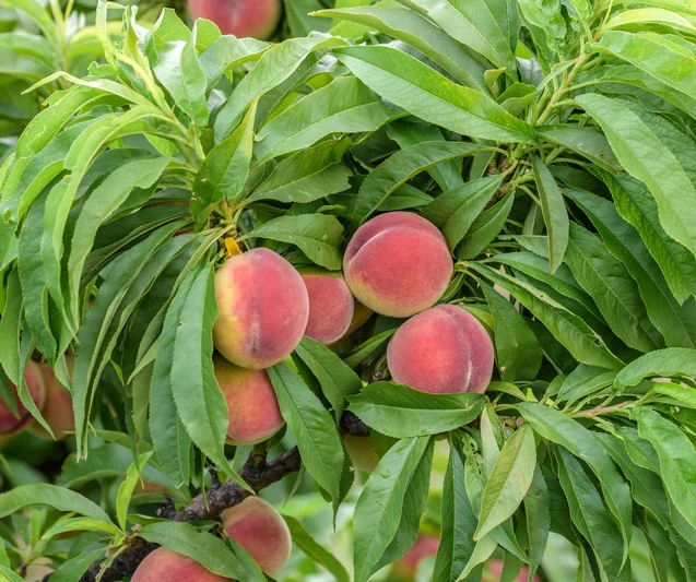 Zwergpfirsich `Bonanza´ Prunus Persica 4 Zwergpfirsich `Bonanza´ Prunus Persica – Bild 2