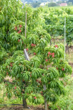 Zwergpfirsich `Bonanza´ Prunus Persica 8 Zwergpfirsich `Bonanza´ Prunus Persica -Pflanzenladen Bonanza