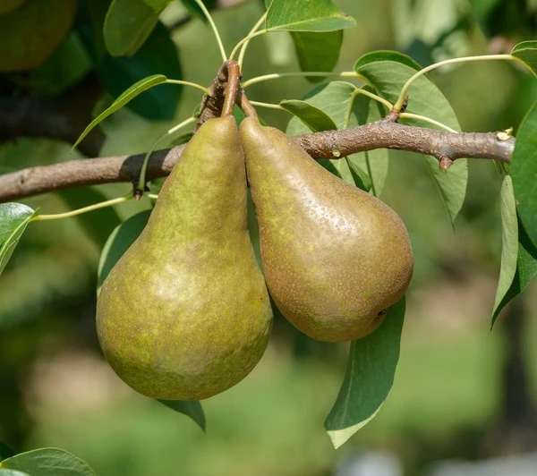 Bosc´s Flaschenbirne Pyrus Communis `Bosc´s Flaschenbirne´ 3 Bosc´s Flaschenbirne Pyrus Communis `Bosc´s Flaschenbirne´