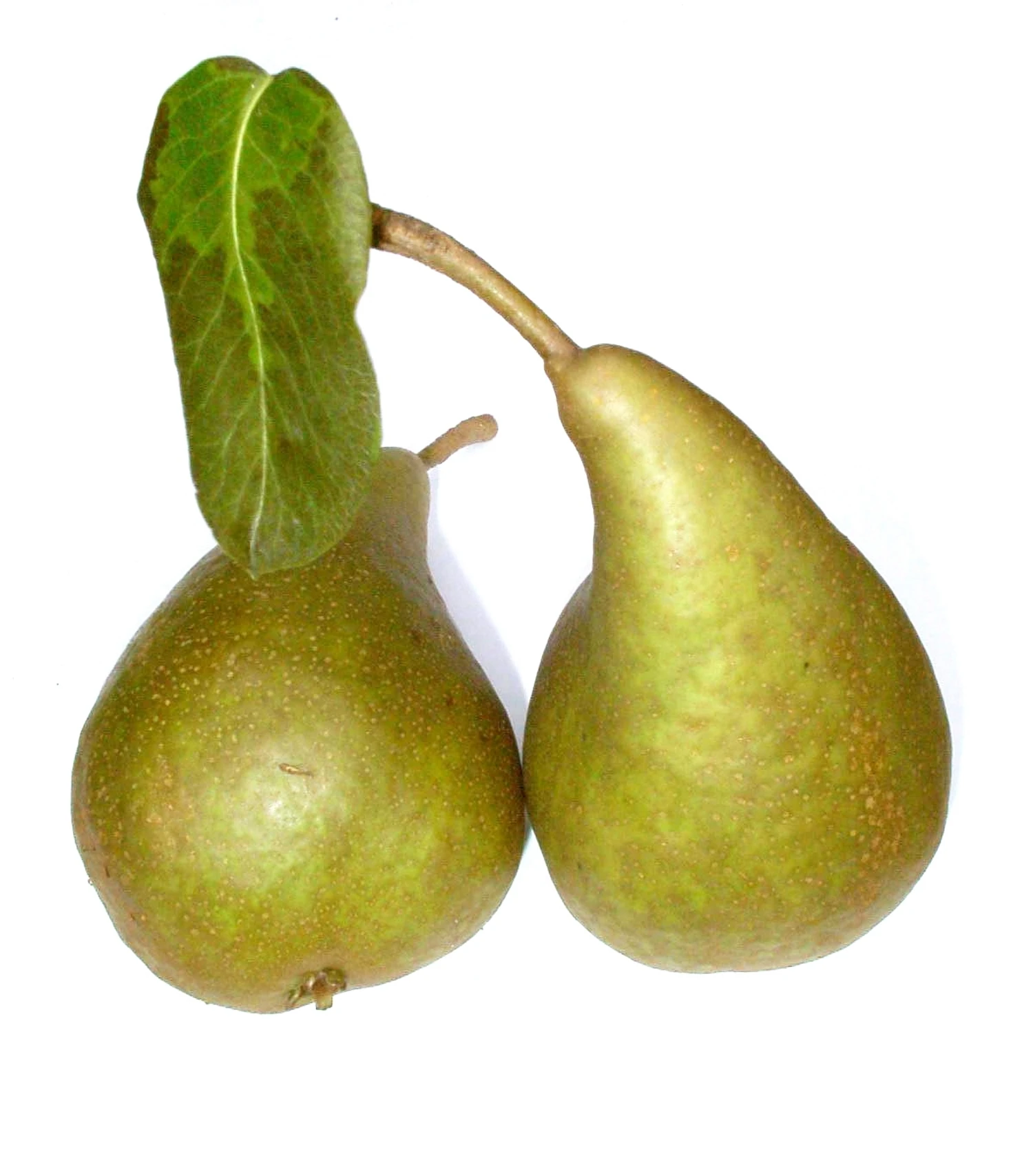 Bosc´s Flaschenbirne Pyrus Communis `Bosc´s Flaschenbirne´ 4 Bosc´s Flaschenbirne Pyrus Communis `Bosc´s Flaschenbirne´ – Bild 2