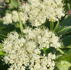 Amerikanischer Schneeball `Brandywine´ Viburnum Nudum `Brandywine´ -Pflanzenladen Brandywine bl te