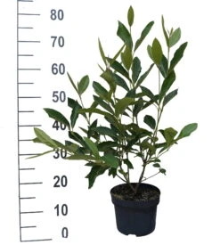 Amerikanischer Schneeball `Brandywine´ Viburnum Nudum `Brandywine´ -Pflanzenladen Brandywine weiss