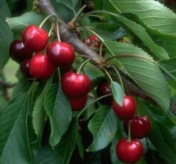 Burlat Prunus Avium `Burlat´