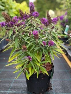 Schmetterlingsflieder Butterfly Candy® (versch. Farben) Buddleja Davidii 15 Schmetterlingsflieder Butterfly Candy® (versch. Farben) Buddleja Davidii -Pflanzenladen Butterfly Candy