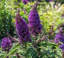 Schmetterlingsflieder Butterfly Candy® (versch. Farben) Buddleja Davidii 10 Schmetterlingsflieder Butterfly Candy® (versch. Farben) Buddleja Davidii -Pflanzenladen Butterfly Candy Little Pruple