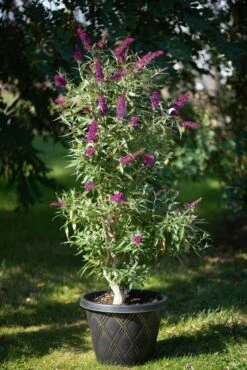 Säulen-Sommerflieder `Butterfly Tower´ Buddleja Davidii `Butterfly Tower´ 7 Säulen-Sommerflieder `Butterfly Tower´ Buddleja Davidii `Butterfly Tower´ -Pflanzenladen Butterfly Tower Kordes Jungpflanzen2