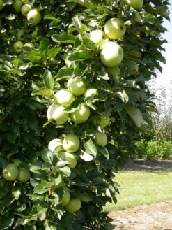 Zwergapfel `Cactus´ Malus Domestica `Cactus´ 9 Zwergapfel `Cactus´ Malus Domestica `Cactus´ -Pflanzenladen Cactus 1