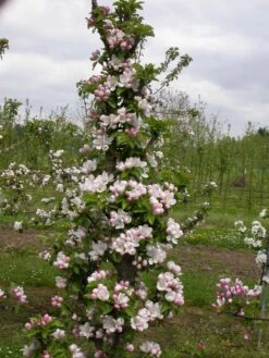 Zwergapfel `Cactus´ Malus Domestica `Cactus´ 8 Zwergapfel `Cactus´ Malus Domestica `Cactus´ -Pflanzenladen Cactus2