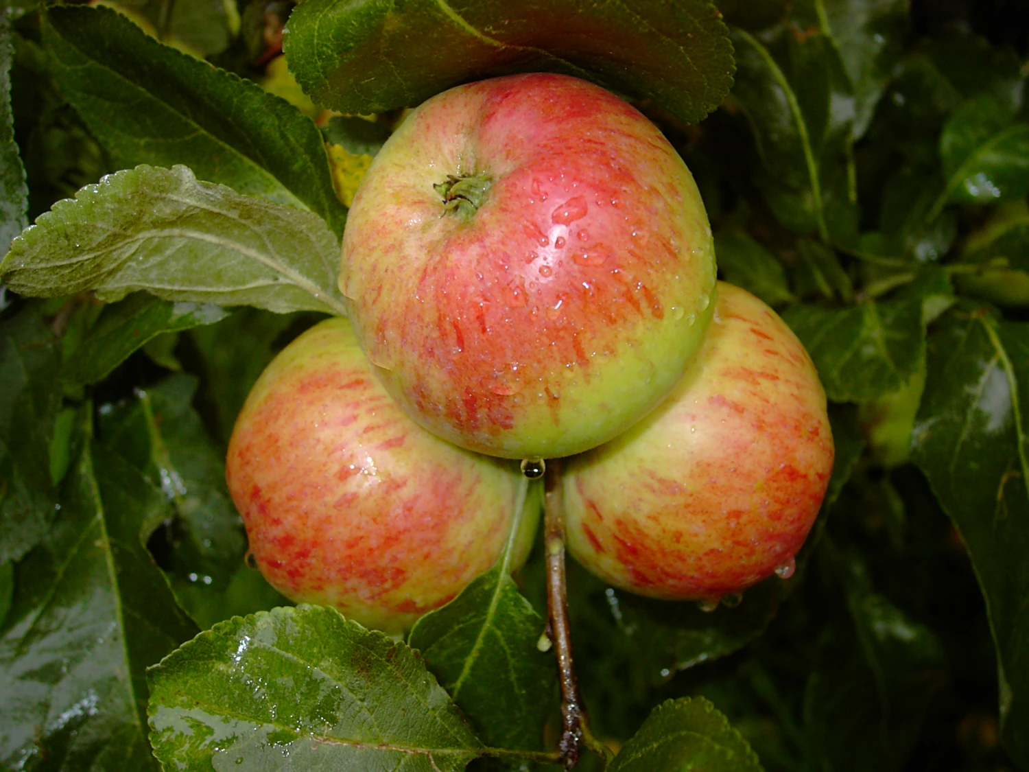 Carola Malus Domestica 3 Carola Malus Domestica