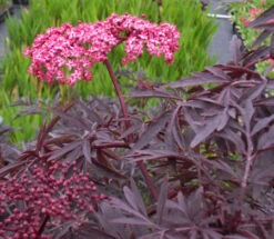 Holunder `Cherry Lace´ Sambucus Nigra `Cherry Lace´ 6 Holunder `Cherry Lace´ Sambucus Nigra `Cherry Lace´ -Pflanzenladen Cherry LAce 2