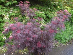 Holunder `Cherry Lace´ Sambucus Nigra `Cherry Lace´ 7 Holunder `Cherry Lace´ Sambucus Nigra `Cherry Lace´ -Pflanzenladen Cherry LAce3