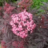 Holunder `Cherry Lace´ Sambucus Nigra `Cherry Lace´ 1 Holunder `Cherry Lace´ Sambucus Nigra `Cherry Lace´ -Pflanzenladen Cherry Lace