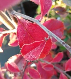 Chinesische Quitte / Holzquitte Pseudocydonia Sinensis 12 Chinesische Quitte / Holzquitte Pseudocydonia Sinensis -Pflanzenladen Chinesische Quitte Holzquitte Pseudocydonia