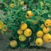 Nordische Zitrone, Zierquitte `Cido´ Chaenomeles Japonica `Cido´ 2 Nordische Zitrone, Zierquitte `Cido´ Chaenomeles Japonica `Cido´ -Pflanzenladen Cido