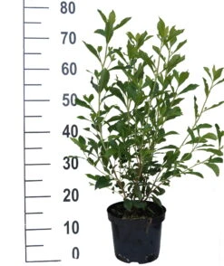 Zimterle - Clethra Clethra Alnifolia 9 Zimterle - Clethra Clethra Alnifolia -Pflanzenladen Clethra Ruby Spice