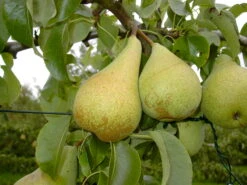 Condo Pyrus Communis `Condo´ 7 Condo Pyrus Communis `Condo´ -Pflanzenladen Condo 3