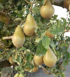 Conference Pyrus Communis `Conference -Pflanzenladen Conference Birne