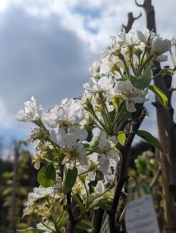 Conference Pyrus Communis `Conference -Pflanzenladen Conference Bl te