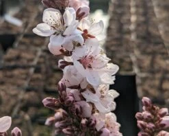 Zwergpfirsich `Crimson Bonfire´ Prunus Persica `Crimson Bonfire´ 9 Zwergpfirsich `Crimson Bonfire´ Prunus Persica `Crimson Bonfire´ -Pflanzenladen Crimson Bonfire