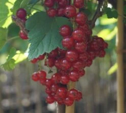 Rolan Ribes Rubrum `Rolan´ 9 Rolan Ribes Rubrum `Rolan´ -Pflanzenladen DSC01666