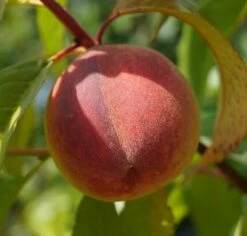 Pfirsich Red Haven Prunus Persica `Red Haven´ 15 Pfirsich Red Haven Prunus Persica `Red Haven´ -Pflanzenladen DSC01689