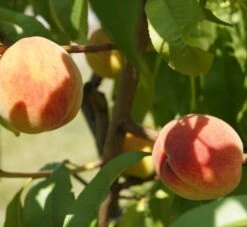 Pfirsich Red Haven Prunus Persica `Red Haven´ 14 Pfirsich Red Haven Prunus Persica `Red Haven´ -Pflanzenladen DSC01694