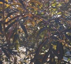 Holunder Black Lace ® Sambucus Nigra `Black Lace´ -Pflanzenladen DSC01980