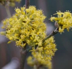 Großfrüchtige Kornelkirsche `Schönbrunner Gourmet Dirndl´ Cornus Mas `Schönbrunner Gourmetdirndl´ 10 Großfrüchtige Kornelkirsche `Schönbrunner Gourmet Dirndl´ Cornus Mas `Schönbrunner Gourmetdirndl´ -Pflanzenladen DSC02022