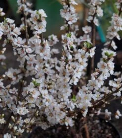 Nankingkirsche `Orient´ Prunus Tomentosa Orient -Pflanzenladen DSC02034