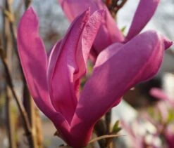 Purpur-Magnolie `Susan´ Magnolia Liliiflora `Susan´ 7 Purpur-Magnolie `Susan´ Magnolia Liliiflora `Susan´ -Pflanzenladen DSC02065