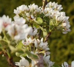 Säulenbirne `Condo´ Pyrus Communis `Condo´ 8 Säulenbirne `Condo´ Pyrus Communis `Condo´ -Pflanzenladen DSC02068