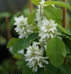 Saskatoon Berry Amelanchier Alnifolia `Saskatoon Berry´ 10 Saskatoon Berry Amelanchier Alnifolia `Saskatoon Berry´ -Pflanzenladen DSC02071