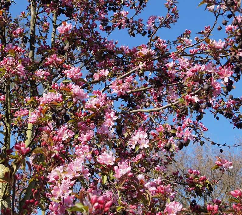 Säulenzierapfel "Red Obelisk" Malus `Red Obelisk´ 4 Säulenzierapfel "Red Obelisk" Malus `Red Obelisk´ – Bild 2