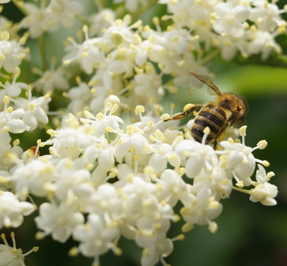 Holunder Haschberg Sambucus Nigra `Haschberg´ 7 Holunder Haschberg Sambucus Nigra `Haschberg´ – Bild 5