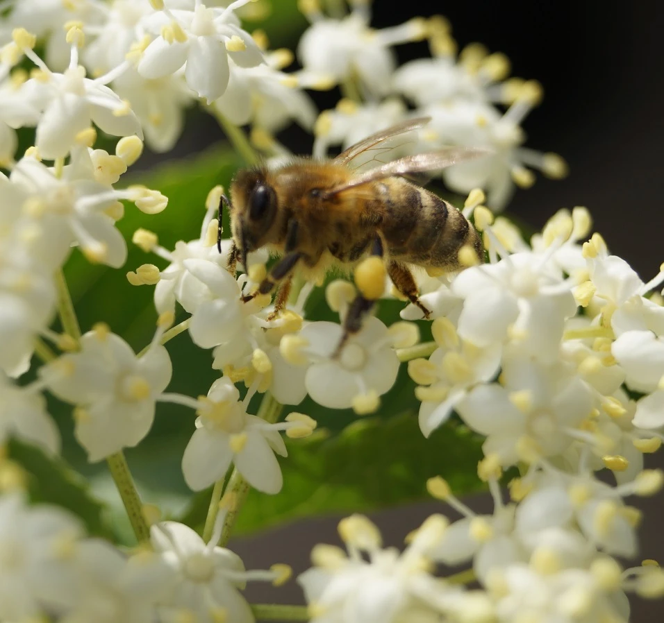 Holunder Haschberg Sambucus Nigra `Haschberg´ 4 Holunder Haschberg Sambucus Nigra `Haschberg´ – Bild 2