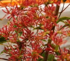 Sieben-Söhne-des-Himmels-Strauch Heptacodium Miconioides 16 Sieben-Söhne-des-Himmels-Strauch Heptacodium Miconioides -Pflanzenladen DSC02842