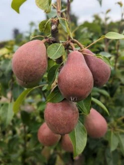 Säulenbirne `Decora´ Pyrus Communis `Decora´ 10 Säulenbirne `Decora´ Pyrus Communis `Decora´ -Pflanzenladen Decora 5