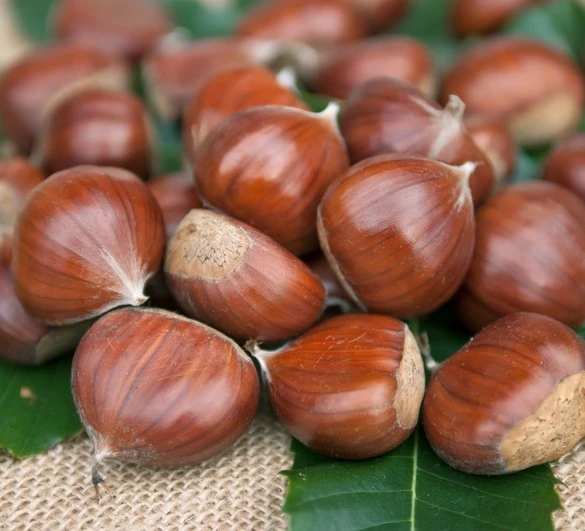 Esskastanie `Doré De Lyon´ Halbstamm Castanea Sativa `Dore De Lyon´ 3 Esskastanie `Doré De Lyon´ Halbstamm Castanea Sativa `Dore De Lyon´